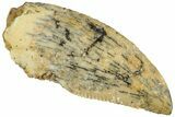 Serrated, Raptor Tooth - Real Dinosaur Tooth #233024-1
